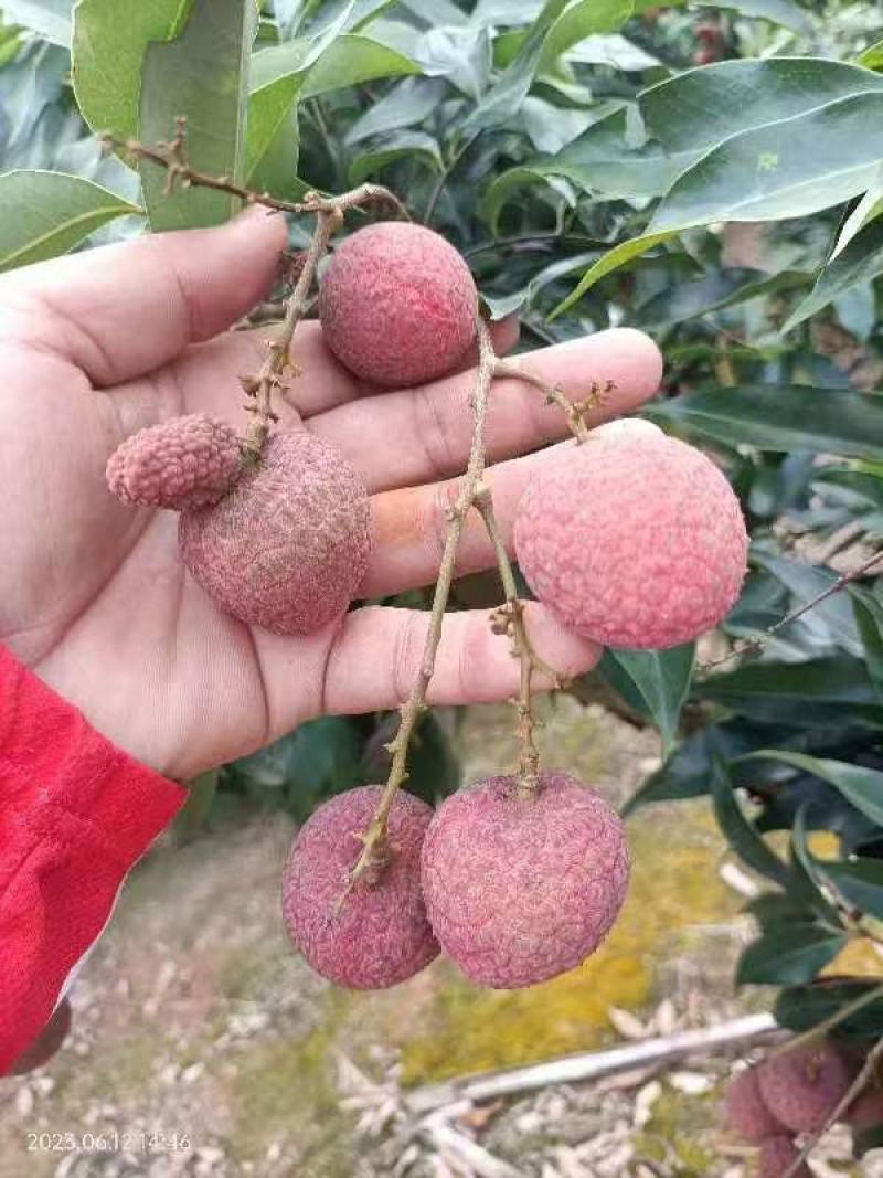 广西黑叶荔枝大上市，质量杠杠欢迎光临，