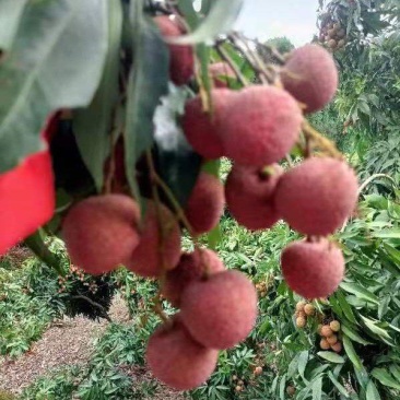 广西黑叶荔枝大上市，质量杠杠欢迎光临，