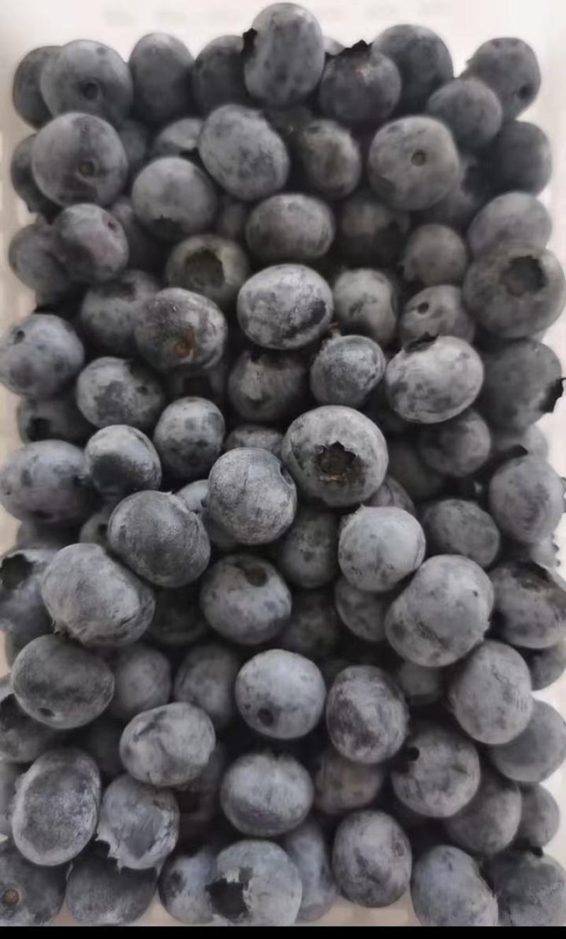 蓝莓