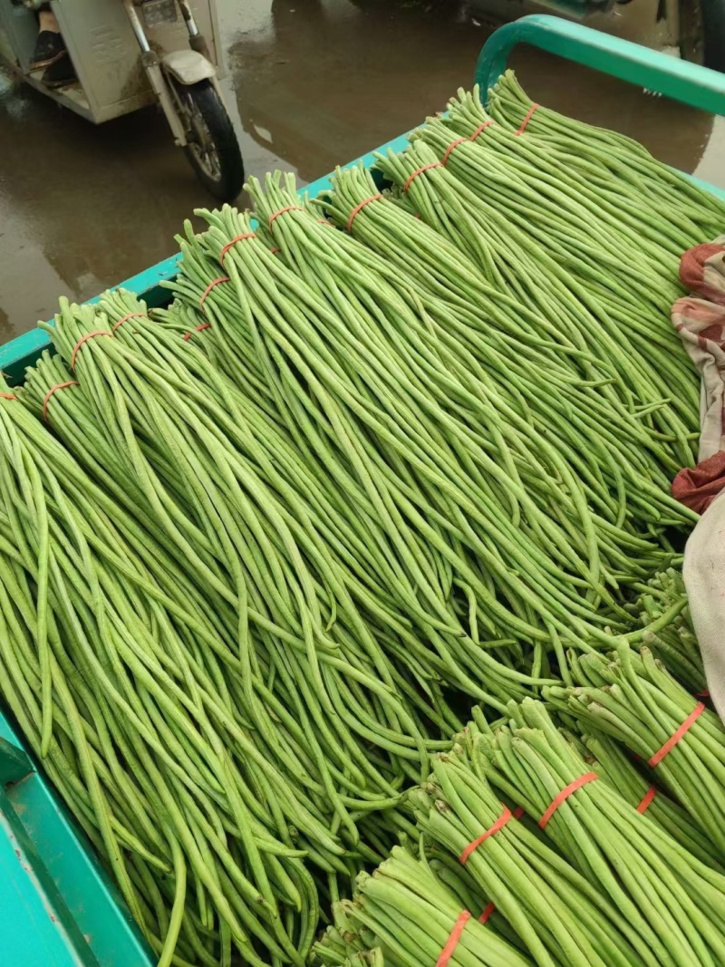 本地长豆角清条豆角大量有货，质量保证有需要的联系
