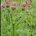 野生飞廉中药材