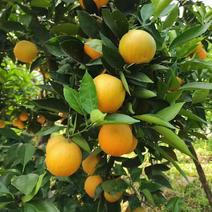 橙子秭归夏橙水分超足，对接市场批发，电商平台，社区团购