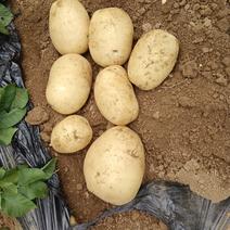 泗水石门土豆大量上市，量大，价格便宜