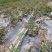 长寿冠海棠四季开花盆景盆栽耐寒基地现挖满树花