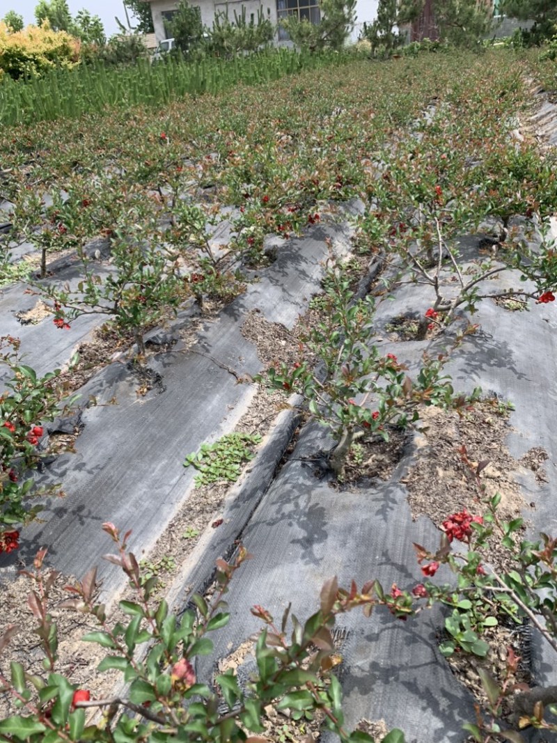 长寿冠海棠四季开花盆景盆栽耐寒基地现挖满树花