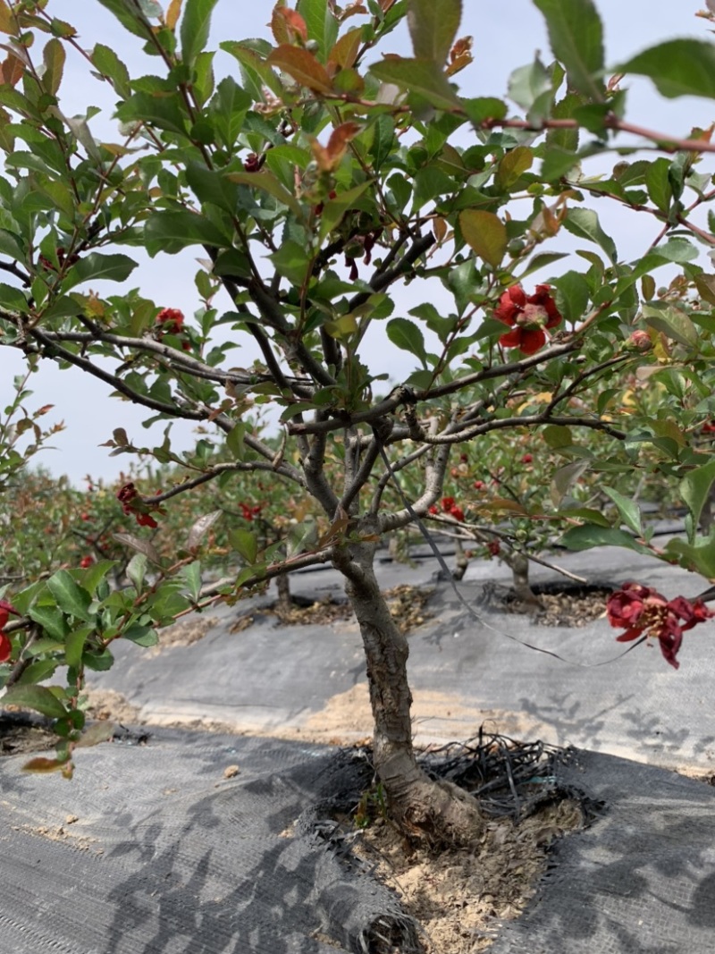 长寿冠海棠四季开花盆景盆栽耐寒基地现挖满树花
