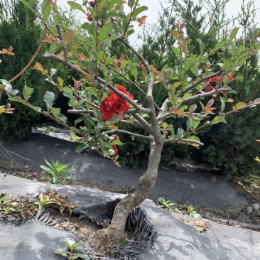 长寿冠海棠四季开花盆景盆栽耐寒基地现挖满树花