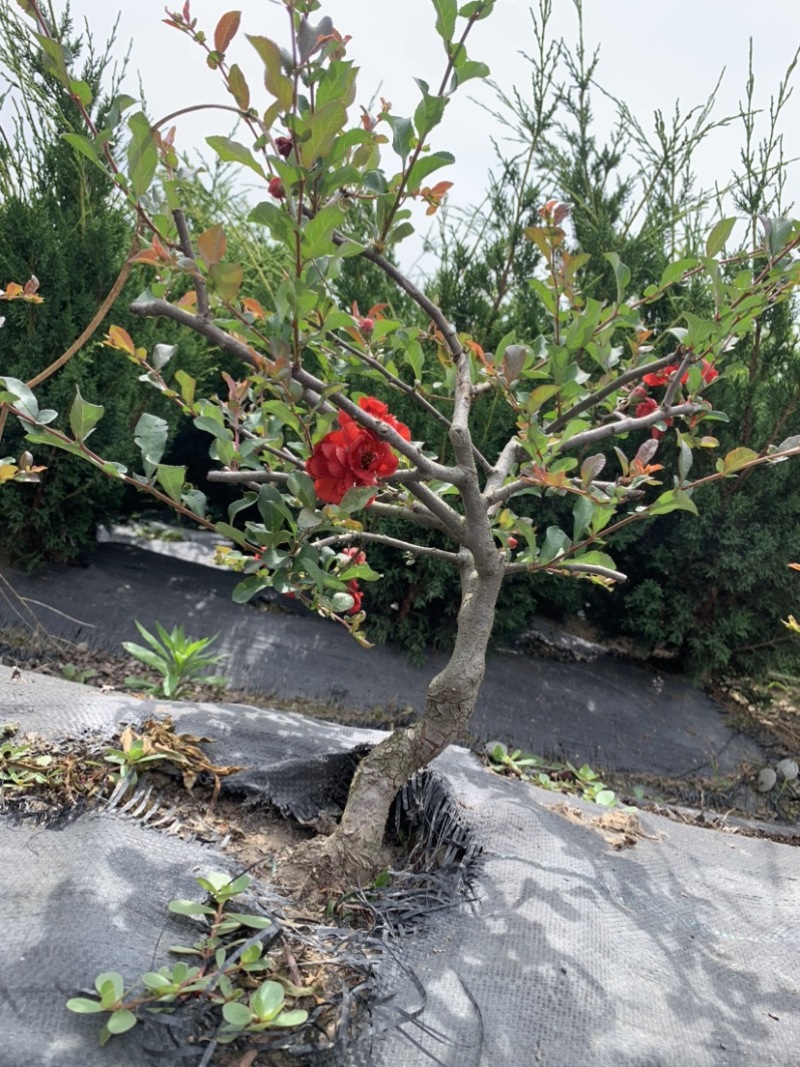 长寿冠海棠四季开花盆景盆栽耐寒基地现挖满树花