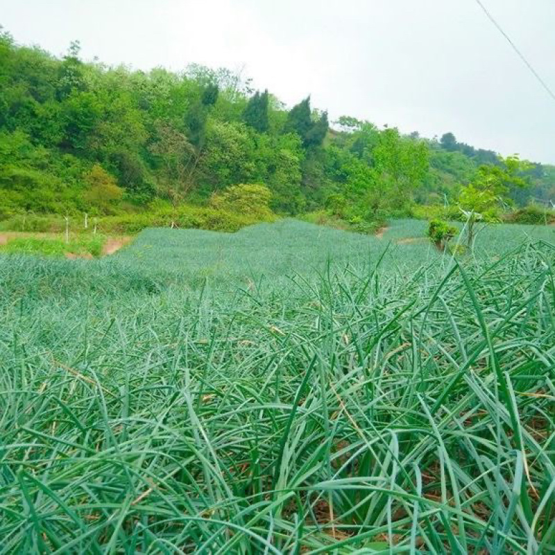 云南藠头新鲜藠头产地直销，品质保证，全国代发
