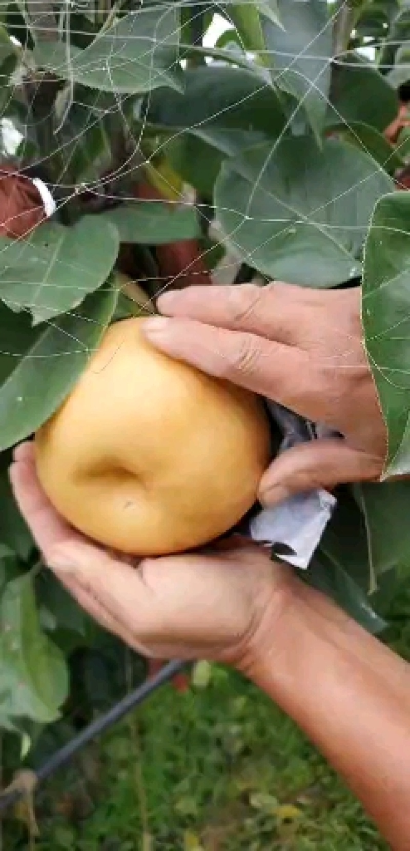 锦玉