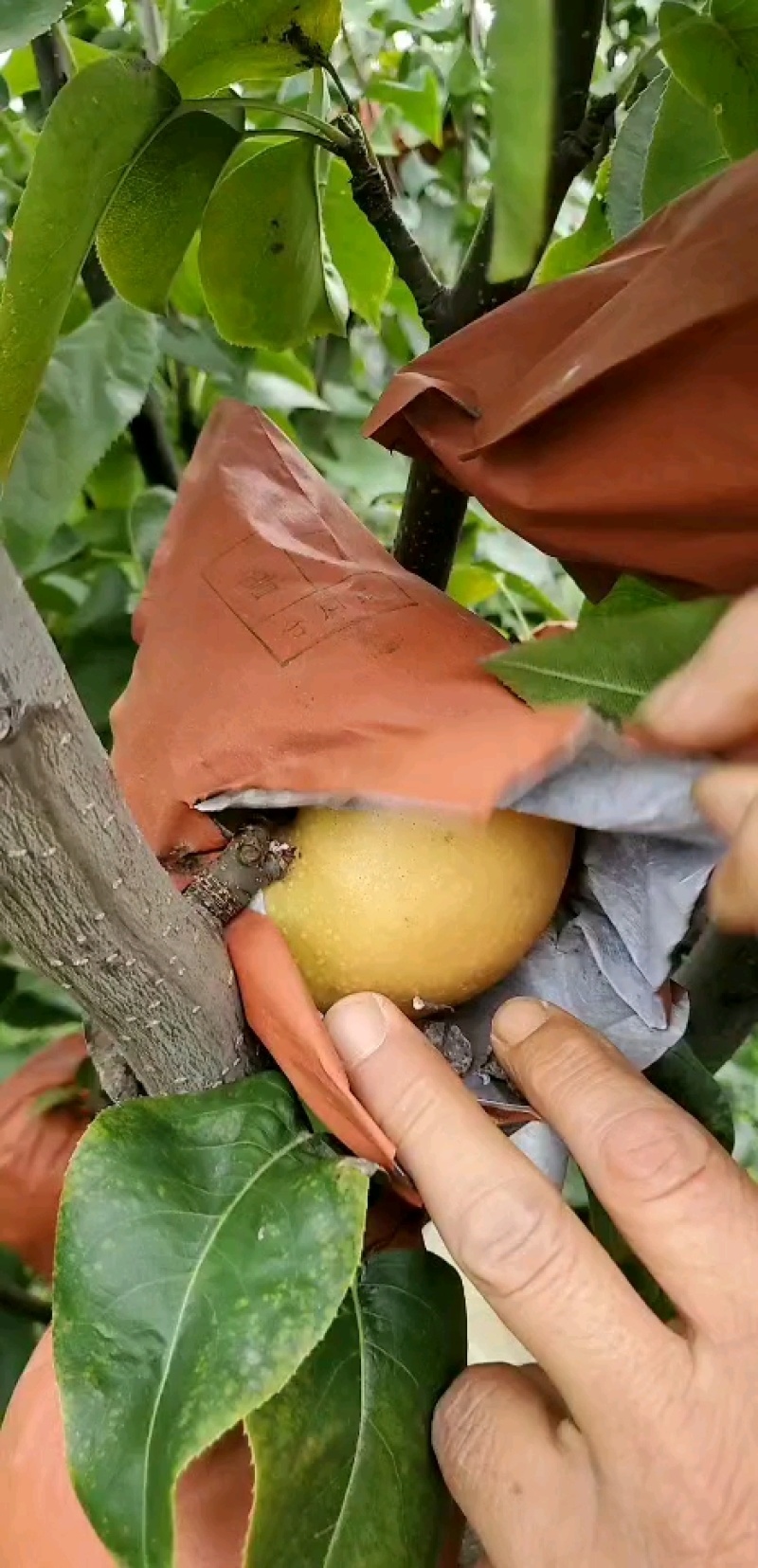 锦玉