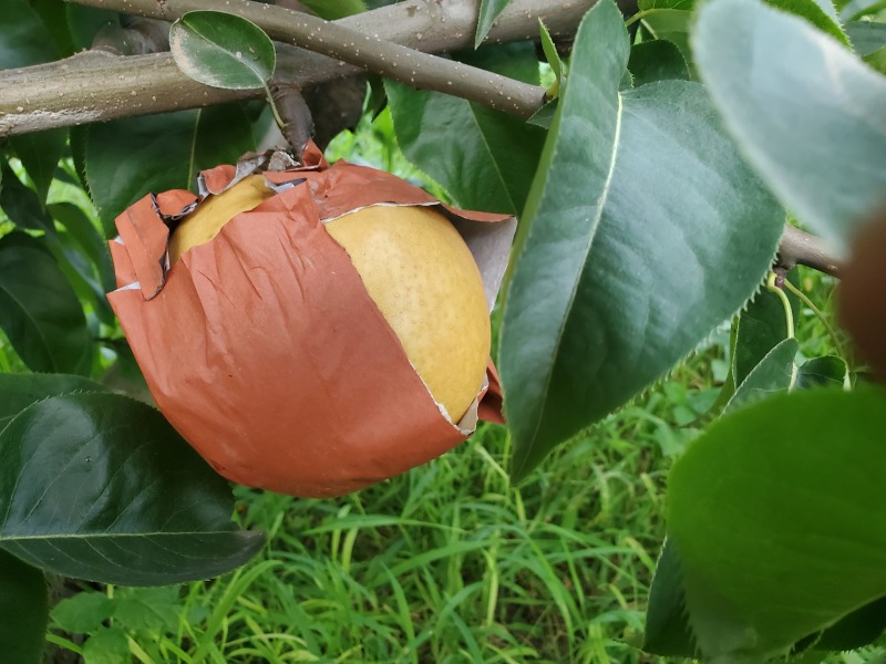 锦玉