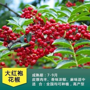 花椒苗花椒树大红袍山东麻椒树狮子头花椒苗南北方种植批发价
