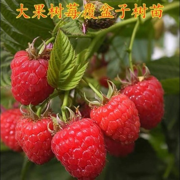 野生双季红树莓苗覆盆子苗当年结果盆栽地栽东北耐寒果树苗木
