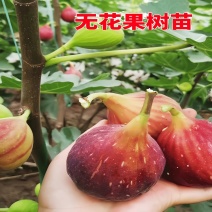 果树苗无花果苗四季种植树苗当年挂果波姬红无花果批发价