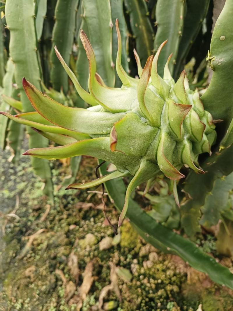 7月份大量上市