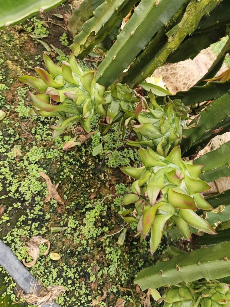 7月份大量上市