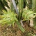 7月份大量上市