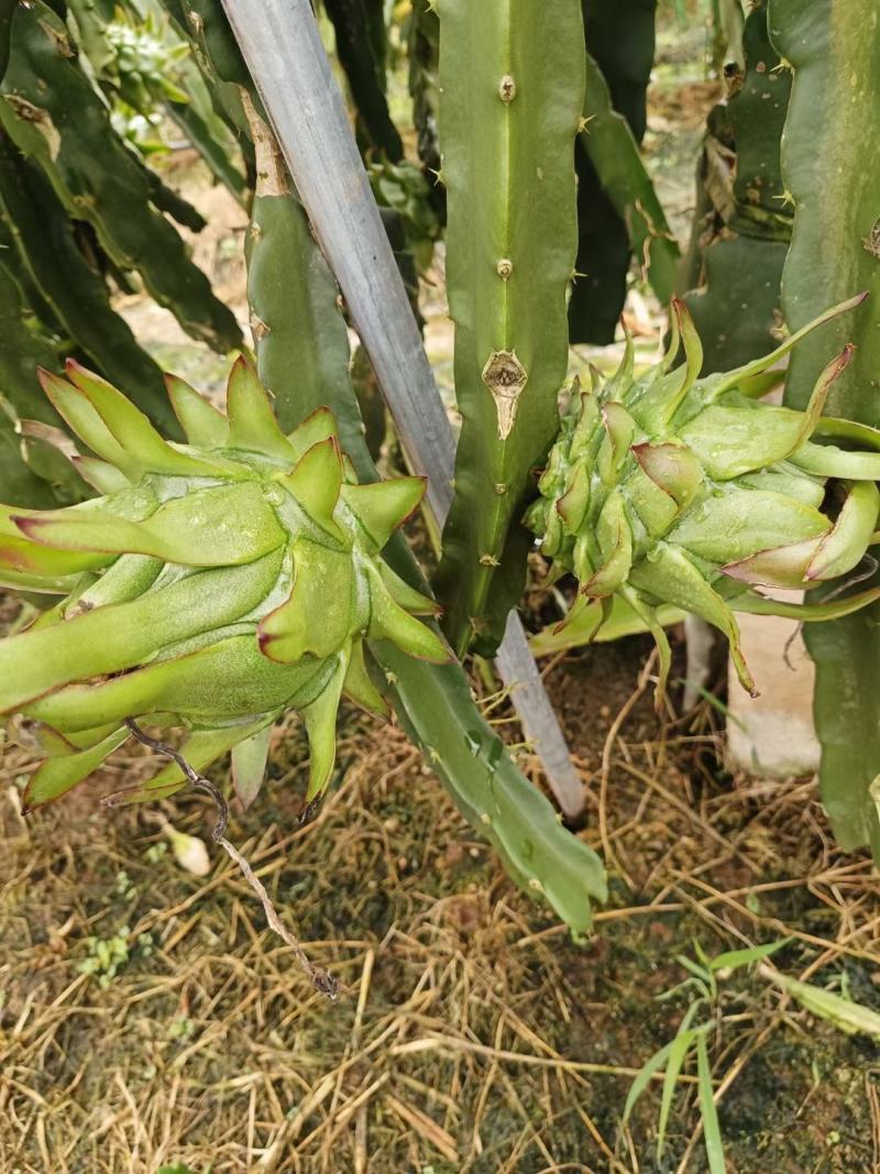 7月份大量上市