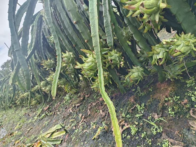 7月份大量上市