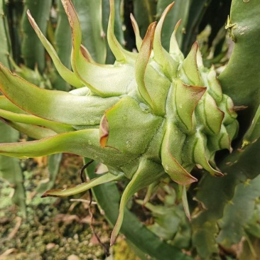 7月份大量上市