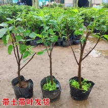 带果盆栽无花果地栽无花果树苗矮化波姬红种植室内阳台当年挂