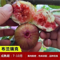 布兰瑞克无花果苗特大无花果树苗南北方盆栽地栽当年结果果树