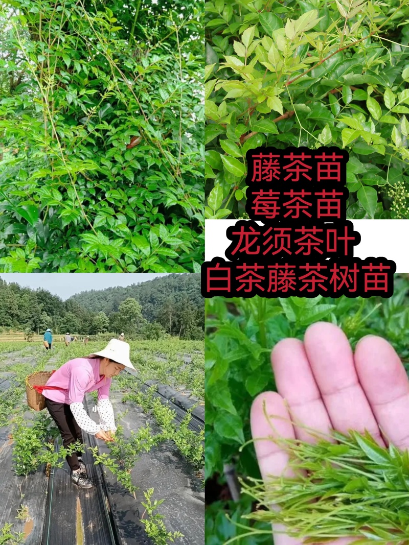 藤茶苗
