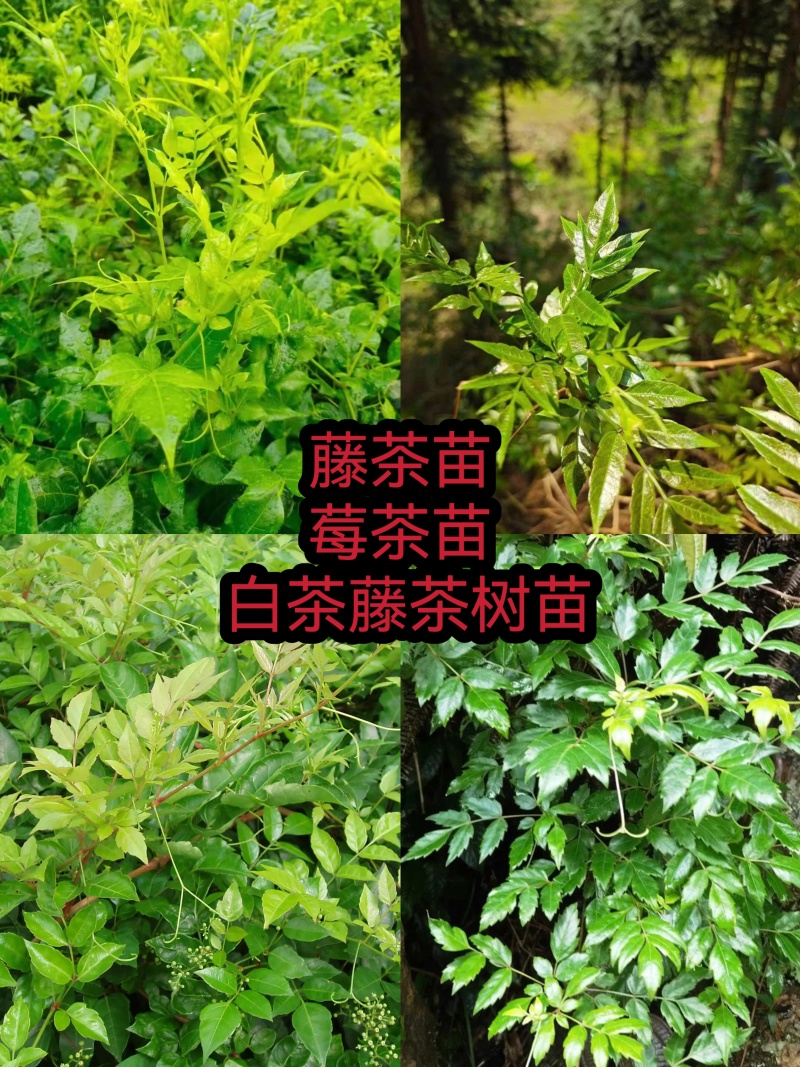藤茶苗