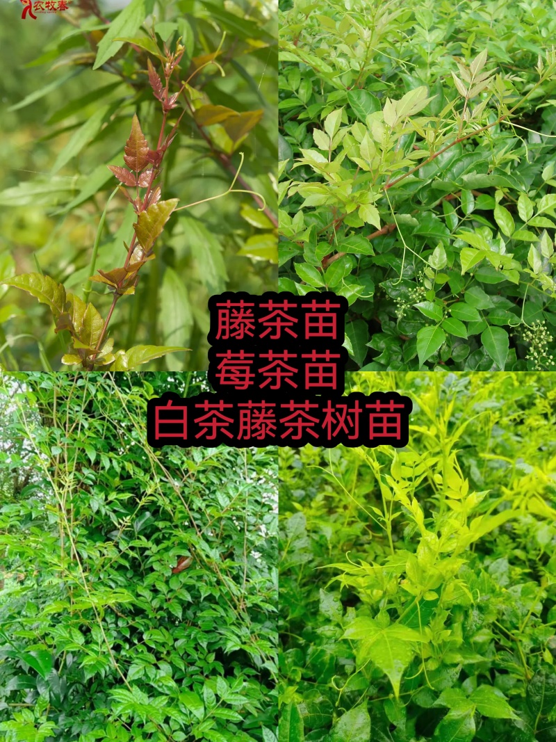 藤茶苗