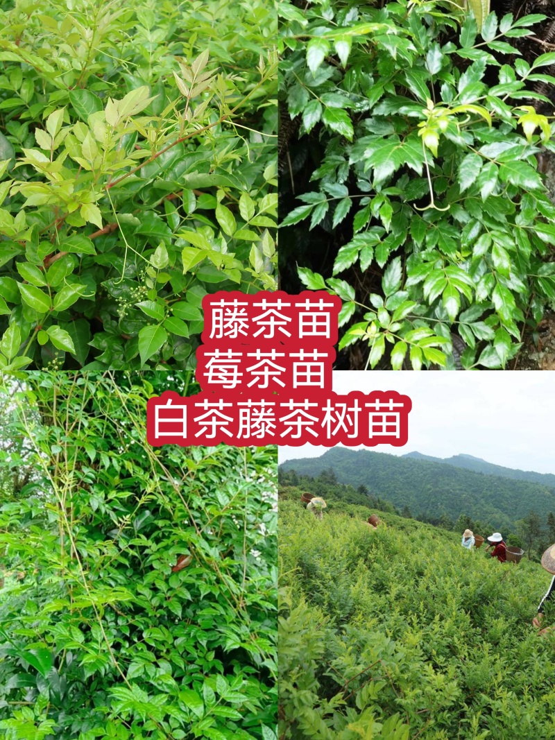 藤茶苗