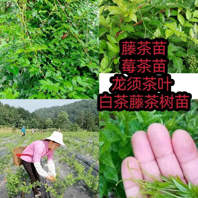 藤茶苗