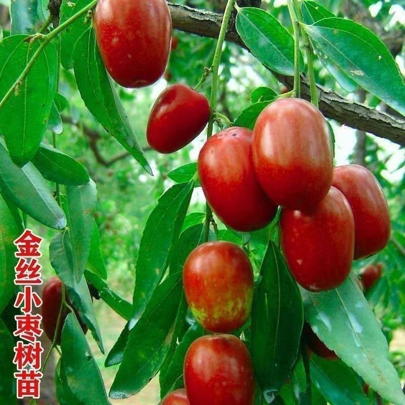 金丝小枣占地树苗果树苗枣树苗冬枣苗现挖现发山东基地苗批发
