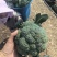 【推荐】千亩西兰花美青，品质保障西兰花大量供应基地直发
