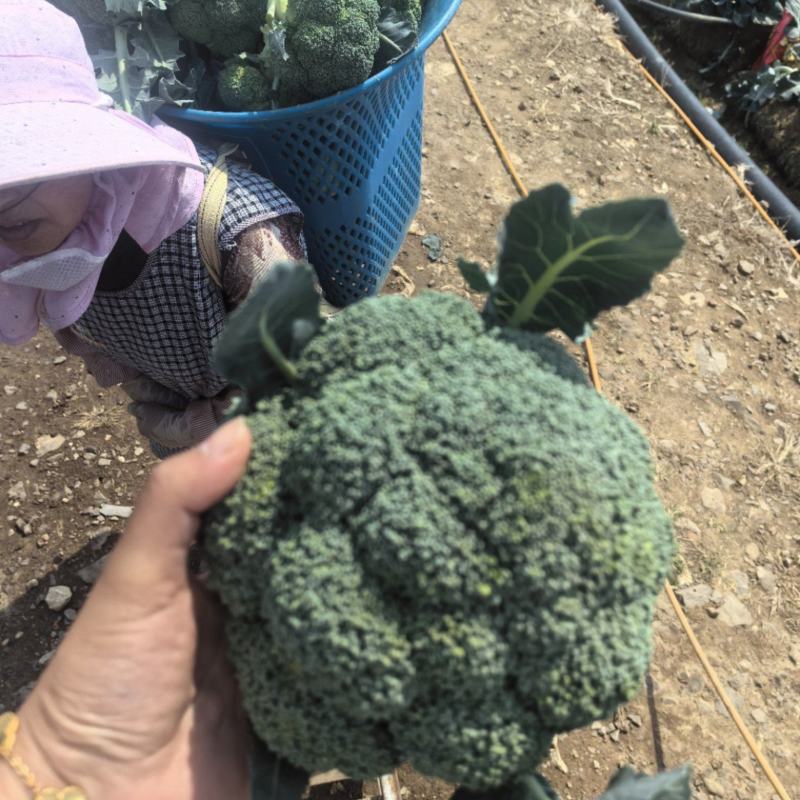 【推荐】千亩西兰花美青，品质保障西兰花大量供应基地直发