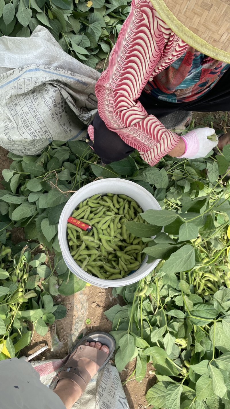 邳州精品大毛豆！绿宝石，，，-翠绿宝大量上市大棚货