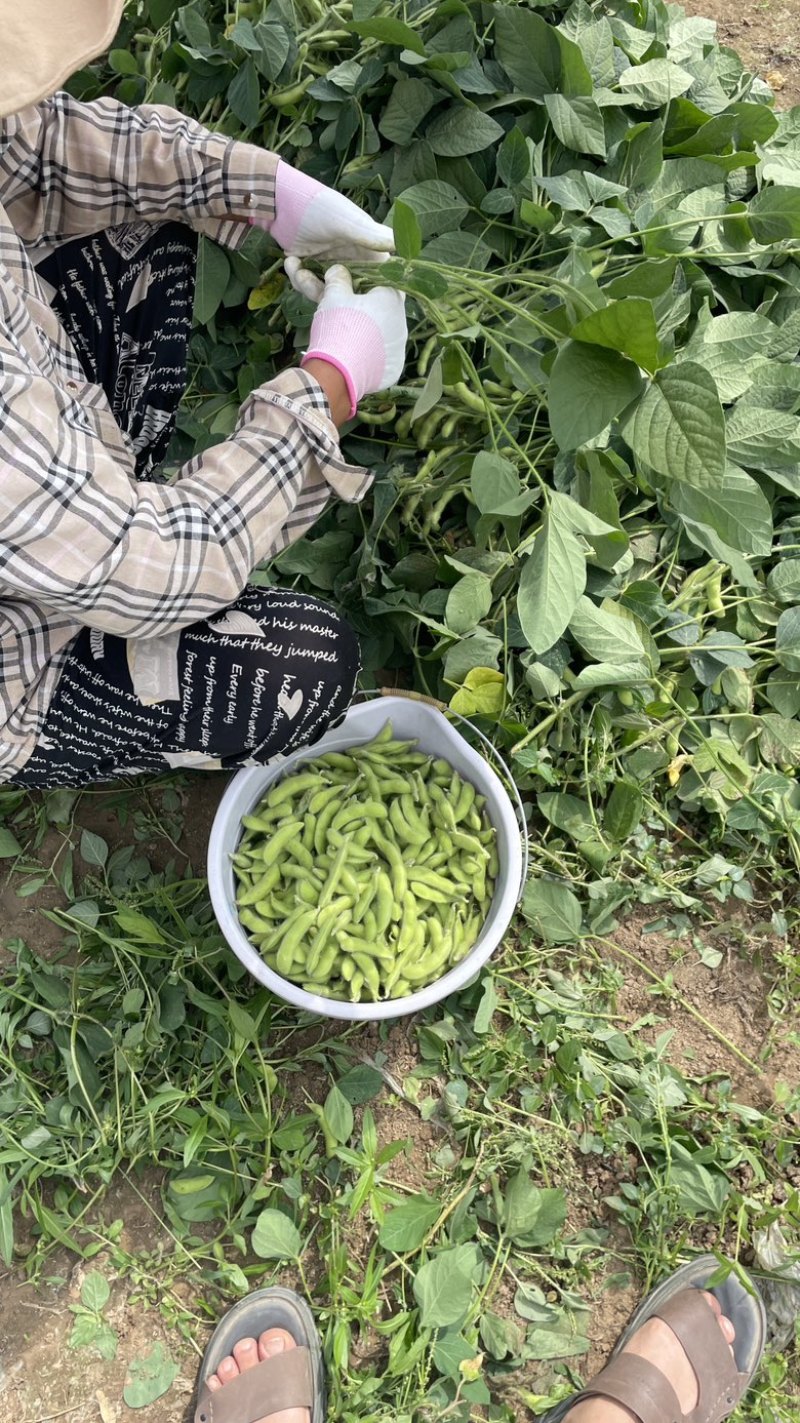 邳州精品大毛豆！绿宝石，，，-翠绿宝大量上市大棚货