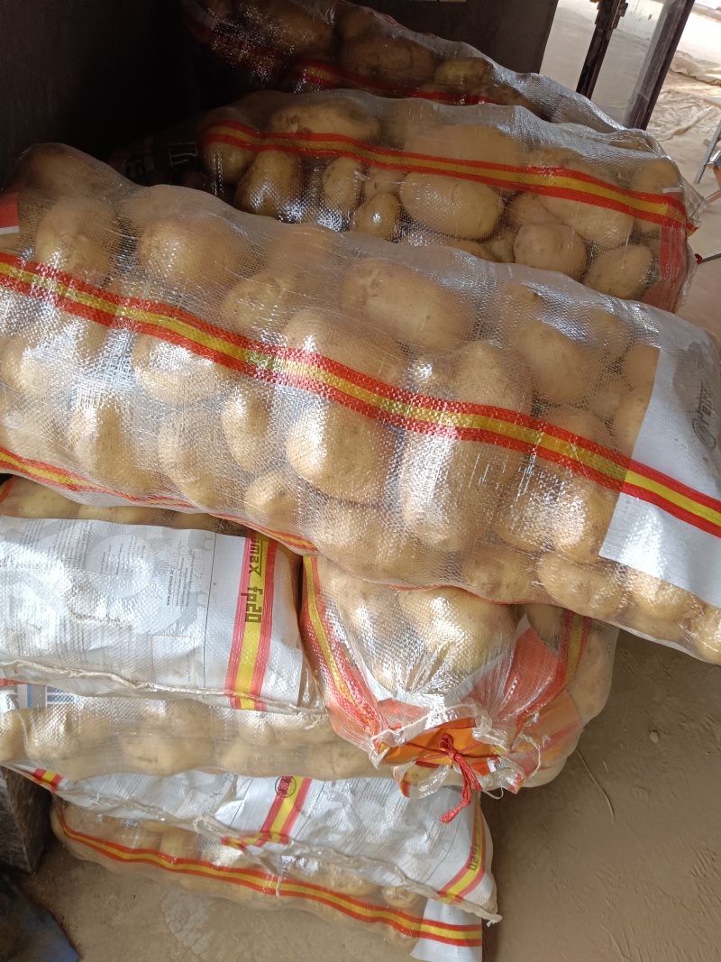 荷兰十五黄心大量有货，保质保量，价格不高需要的老板与我联