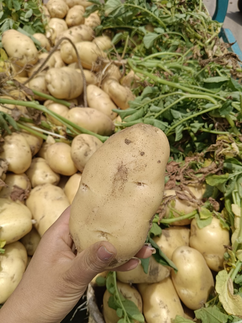 荷兰十五黄心大量有货，保质保量，价格不高需要的老板与我联
