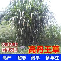 江苏沭阳县高丹草种子，质量保证欢迎采购，合作共赢，