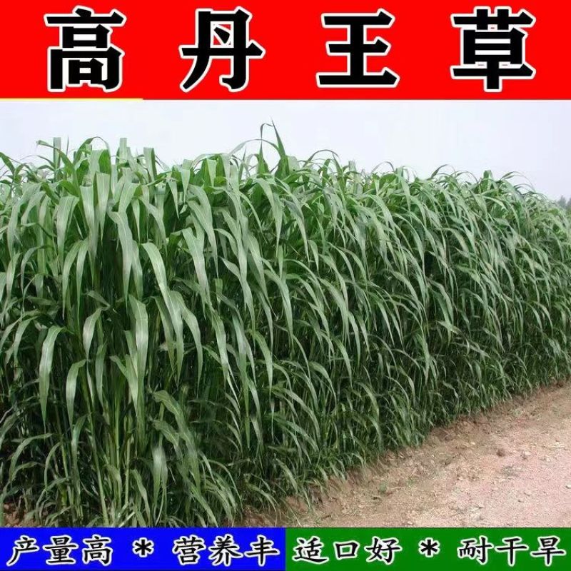 江苏沭阳县高丹草种子，质量保证欢迎采购，合作共赢，