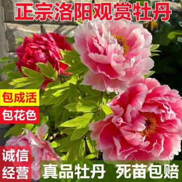 菏泽牡丹花苗盆栽大苗根茎四季观赏重瓣室内庭院地栽洛阳正宗