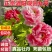 菏泽牡丹花苗盆栽大苗根茎四季观赏重瓣室内庭院地栽洛阳正宗