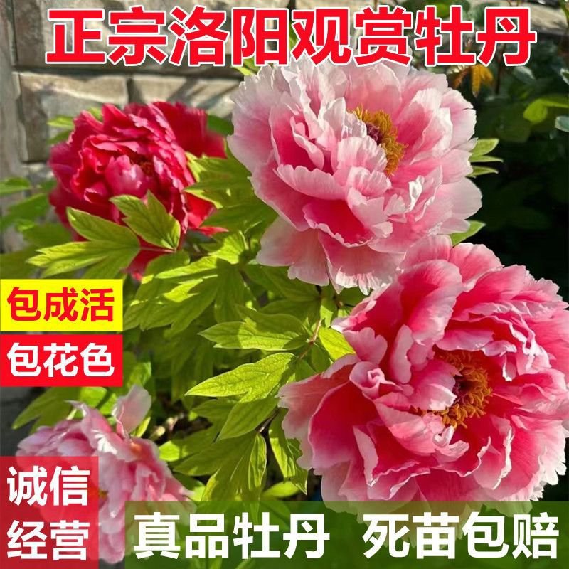 菏泽牡丹花苗盆栽大苗根茎四季观赏重瓣室内庭院地栽洛阳正宗
