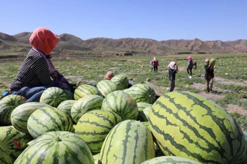 硒砂瓜石缝瓜产地直发量大从优包熟甜欢迎实地考察