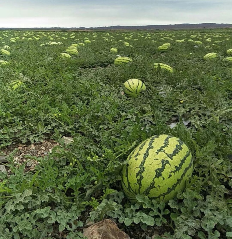 硒砂瓜石缝瓜产地直发量大从优包熟甜欢迎实地考察