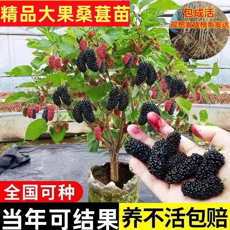 桑树苗桑葚树苗果树盆栽四季结果无籽特大桑果长桑南北方耐寒