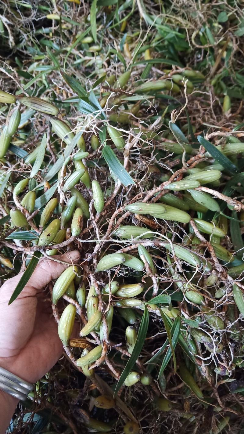 石橄榄大果