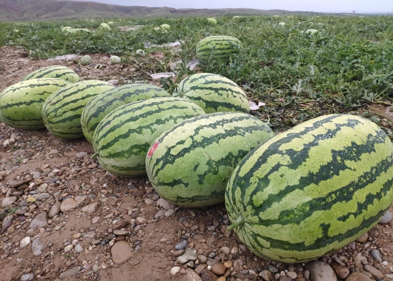 《甘肃硒砂瓜》石缝瓜基地直供包熟包甜耐运输全国代发