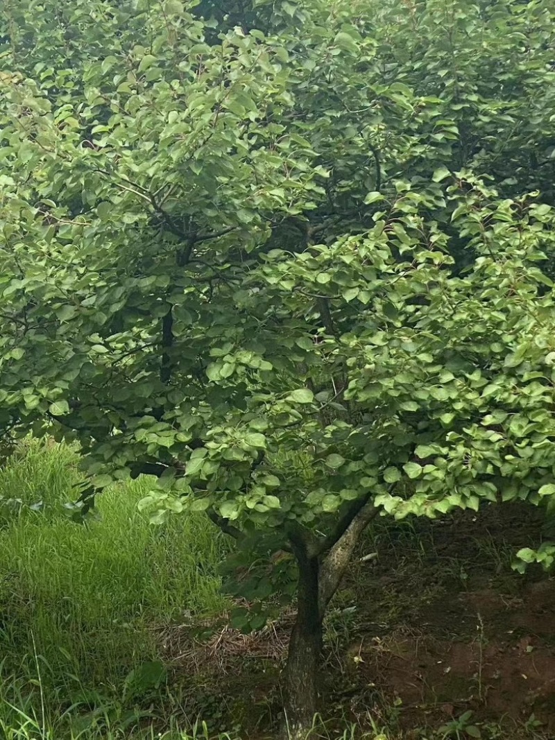 退林处理山杏